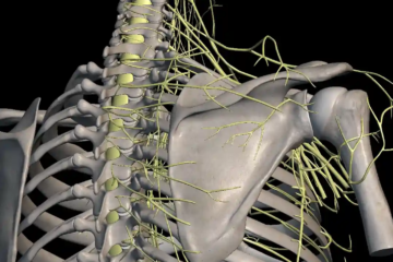 imagem da anatomia da coluna vertebral e das costelas